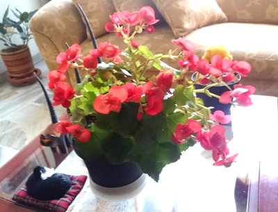 LA CABELLERA DE LA BEGONIA LA CABELLERA DE LA BEGONIA
