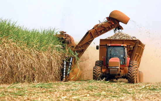 Caña de azúcar - sector azucarero Caña de azúcar - sector azucarero
