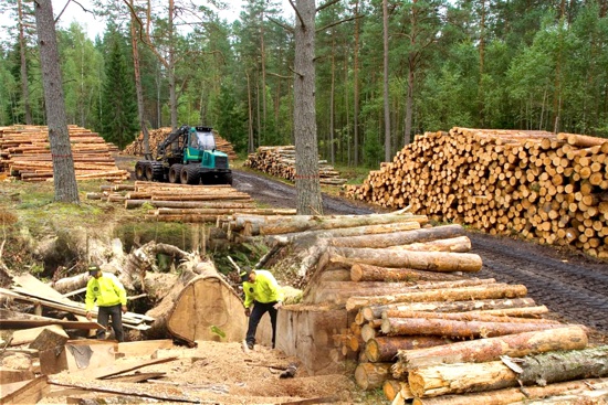 Madera ilegal en Colombia - Foto-montaje - Proclama del Cauca Madera ilegal en Colombia - Foto-montaje - Proclama del Cauca