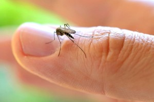 Virus Zika Virus Zika