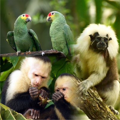Loros, monos, tití, animales silvestres, CRC Loros, monos, tití, animales silvestres, CRC