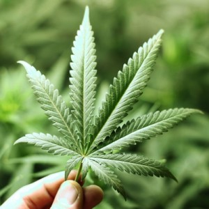 Marihuana Medicinal