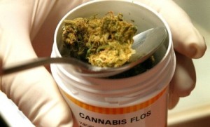 Cannabis - Marihuana Cannabis - Marihuana