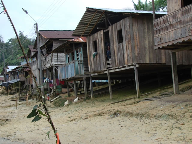 Guapi Guapi 17