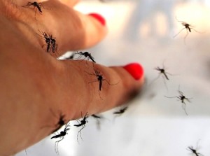 El Cauca en alerta por el virus del Zika El Cauca en alerta por el virus del Zika