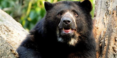 Oso de anteojos Oso de anteojos