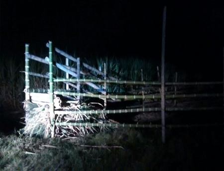 Se iban a robar las vacas en Santander de Quilichao pero los pillaron Se iban a robar las vacas pero los pillaron