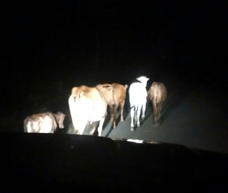 Se iban a robar las vacas pero los 'pillaron' en Santander de Quilichao Se iban a robar las vacas pero los 'pillaron'