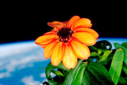 Una flor en el espacio - el universo Una flor en el espacio