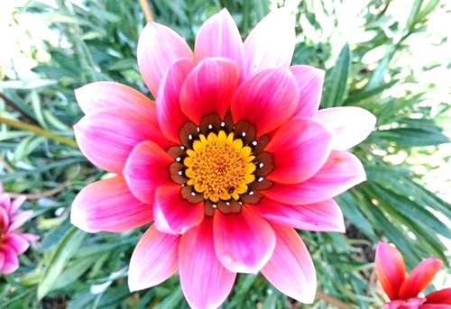 Una flor en el espacio Una flor en el espacio2