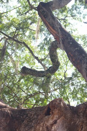 Árbol Orejero de Santander de Quilichao Árbol Orejero de Santander de Quilichao