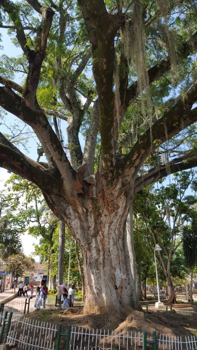 Árbol Orejero de Santander de Quilichao
