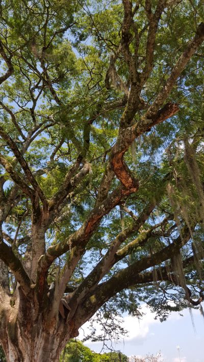 Árbol Orejero de Santander de Quilichao Árbol Orejero de Santander de Quilichao