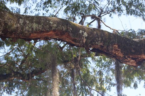 Árbol Orejero de Santander de Quilichao Árbol Orejero de Santander de Quilichao