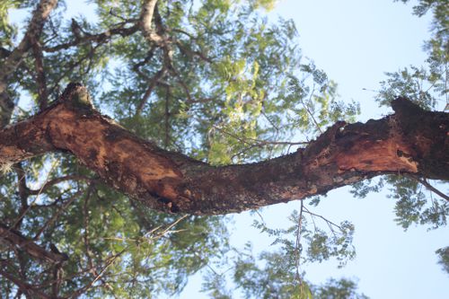 Árbol Orejero de Santander de Quilichao Árbol Orejero de Santander de Quilichao
