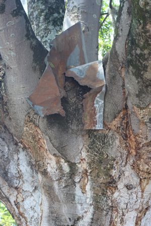 Árbol Orejero de Santander de Quilichao Árbol Orejero de Santander de Quilichao