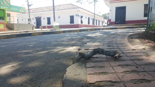 Orejero - Santander de Quilichao Orejero 9