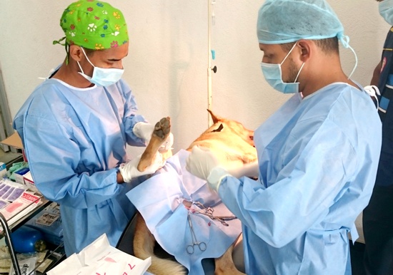 ESTERILIZACION CANINA Y FELINA EN CALOTO, CAUCA ESTERILIZACION CANINA Y FELINA EN CALOTO, CAUCA