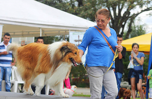 perros