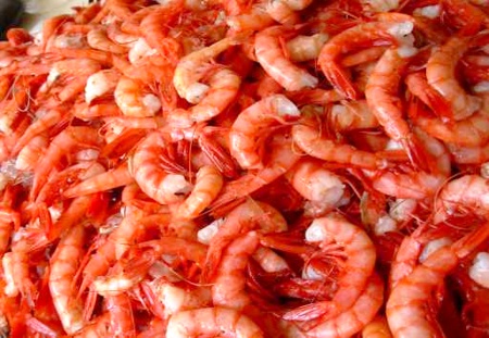 Pesca de camarones Pesca de camarones