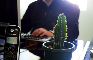 cactus cactus