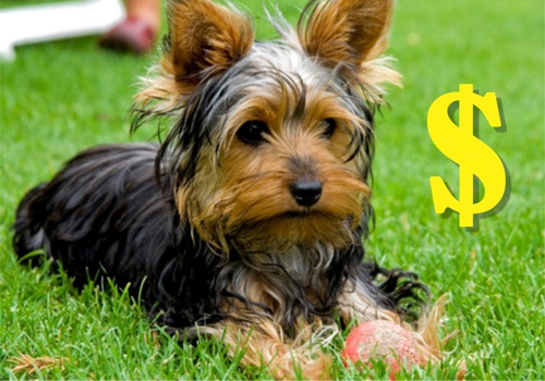 Yorkshire Terrier - perro - finanzas - templanza