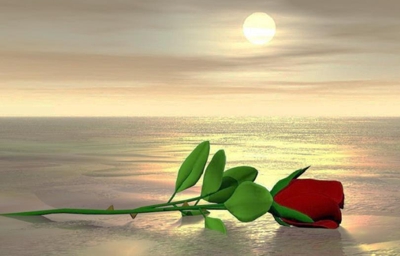 Rosa - Viaje a la Felicidad Rosa - Viaje a la Felicidad