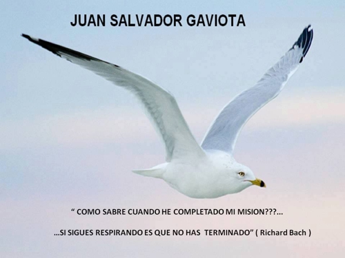 Gaviota Juan Salvador Gaviota