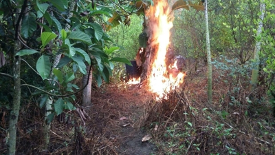 Destruyen laboratorio de coca en Almaguer, Cauca1