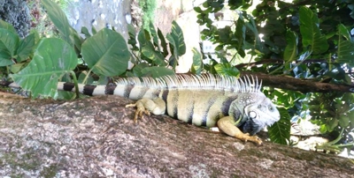 iguana-cali