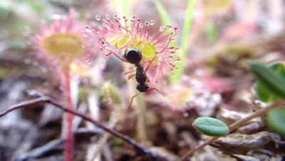naturaleza-hormiga