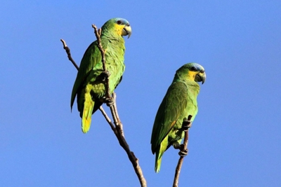 Loros loros