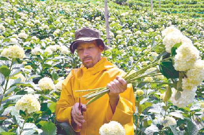 el-olor-de-las-flores