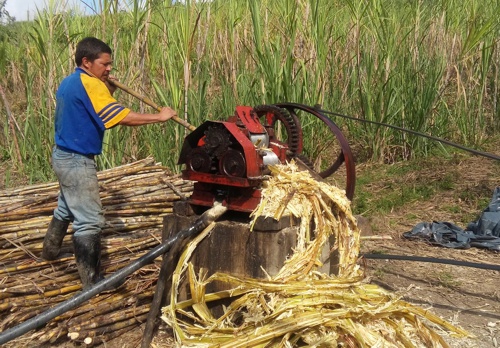 Agroindustria Panelera en el Cauca, transforma la vida de los productores