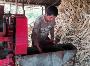 Agroindustria Panelera en el Cauca, transforma la vida de los productores