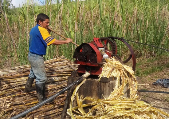 En el Cauca se produce panela de calidad En el Cauca se produce panela de calidad
