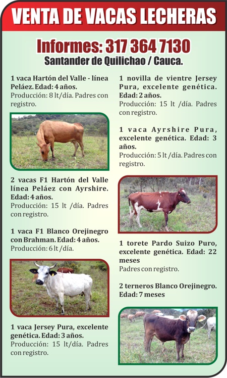 VENTA DE VACAS LECHERAS EN SANTANDER DE QUILICHAO, CAUCA