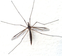 Zancudo Anopheles - Lucha contra la Malaria o Paludismo Zancudo Anopheles - Lucha contra la Malaria o Paludismo
