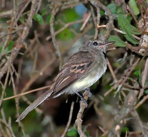 pajaro