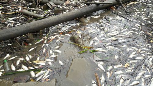 Alerta en Guapi por posible contaminación biológica Alerta en Guapi por posible contaminación biológica
