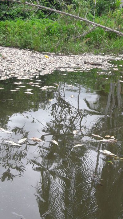 Mortandad de peces en Guapi, Cauca Mortandad de peces en Guapi, Cauca