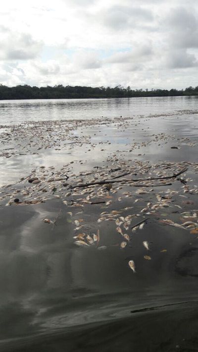 Alerta en Guapi por posible contaminación biológica Alerta en Guapi por posible contaminación biológica