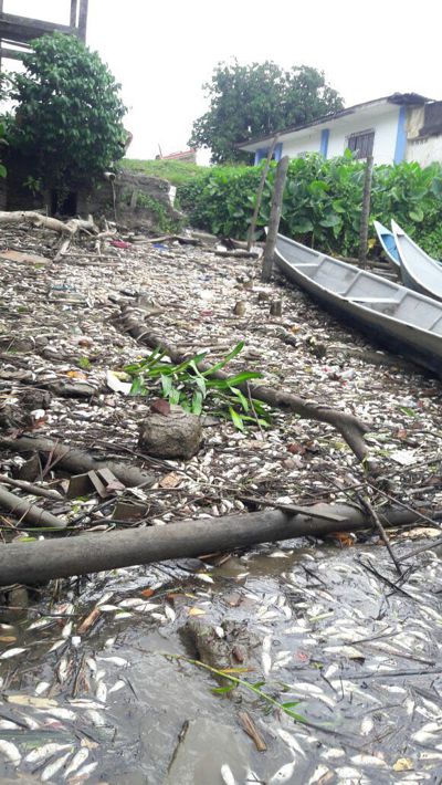 Alerta en Guapi por posible contaminación biológica Alerta en Guapi por posible contaminación biológica