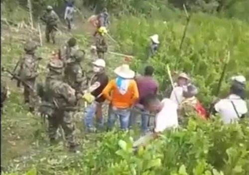 Rechazan erradicación forzada en Cajibío