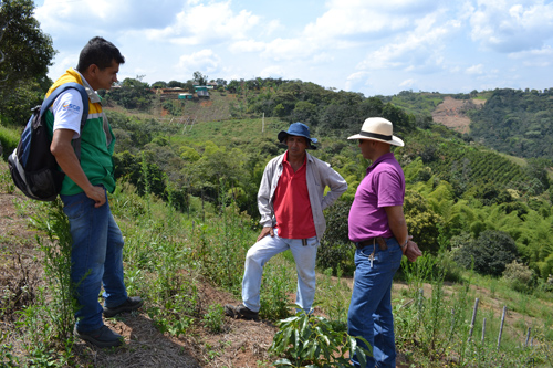Aguacate hass del Cauca rumbo a Estados Unidos