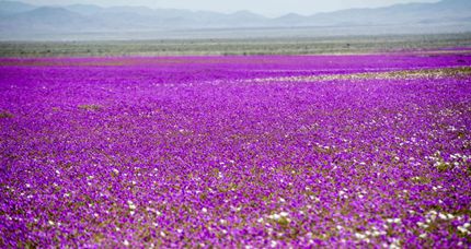Atacama: Desierto florido