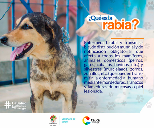 Incremento de casos positivos de rabia silvestre en el Cauca Incremento de casos positivos de rabia silvestre en el Cauca