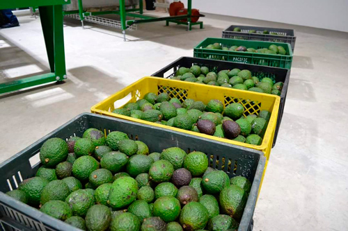 En funcionamiento centro de Acopio de Aguacate Hass en el Cauca En funcionamiento centro de Acopio de Aguacate Hass en el Cauca