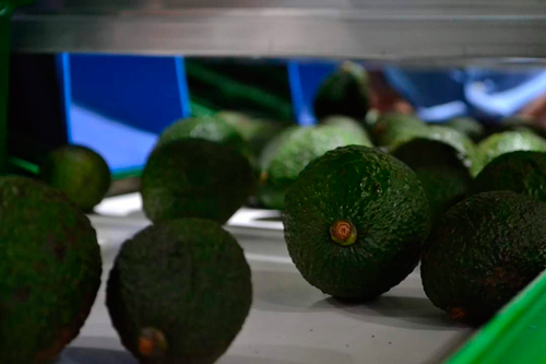 En funcionamiento centro de Acopio de Aguacate Hass Cauca En funcionamiento centro de Acopio de Aguacate Hass Cauca