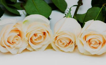 LA ROSA Y LA VIDA
